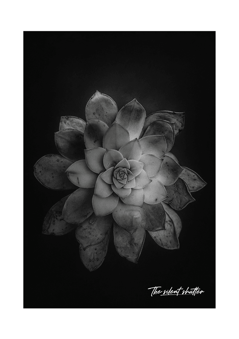 Ghost Echeveria 2 - The Silent Shutter
