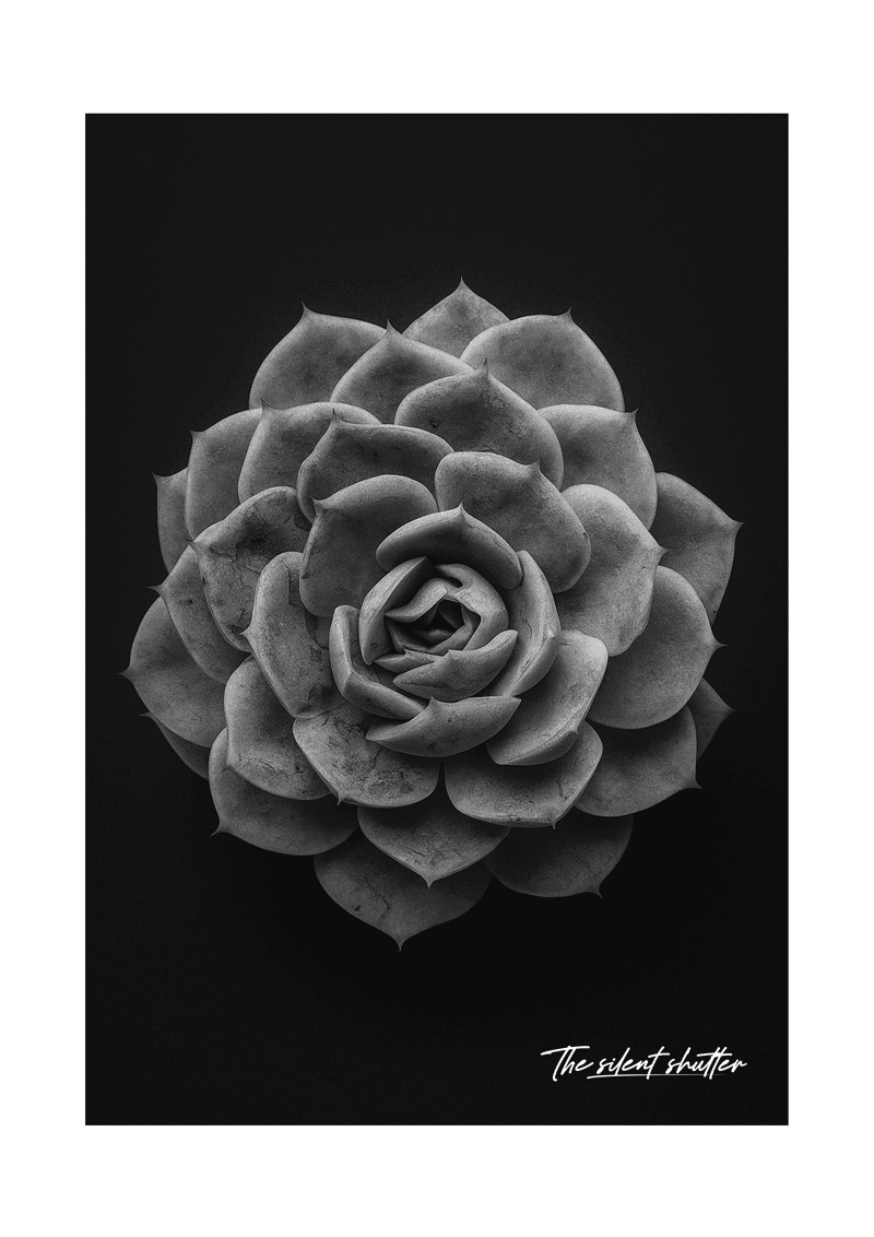 Ghost Echeveria 1 - The Silent Shutter