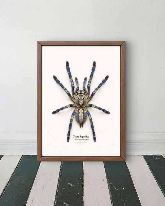 Gooty Sapphire Ornamental Poecilotheria metallica