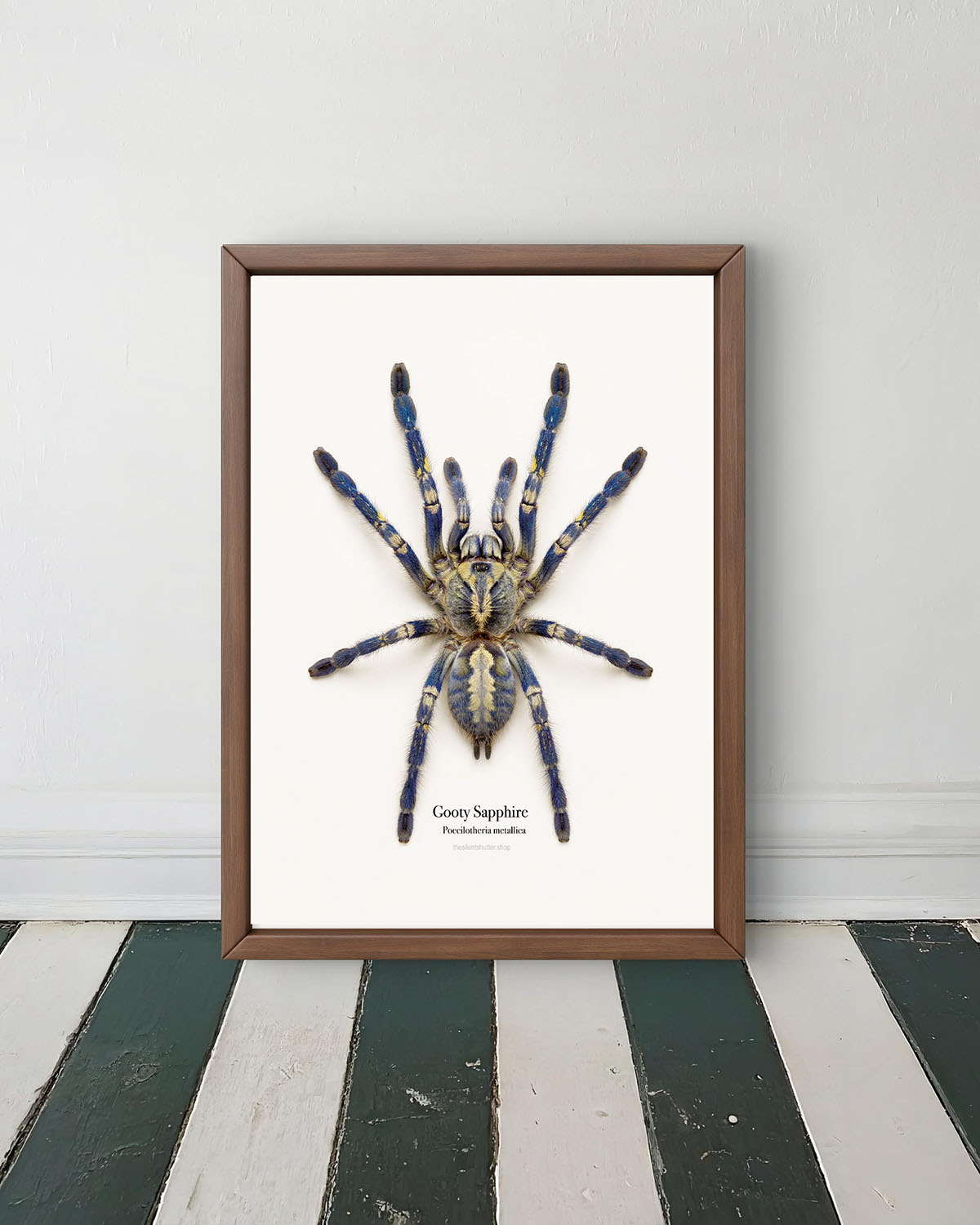 Gooty Sapphire Ornamental Poecilotheria metallica