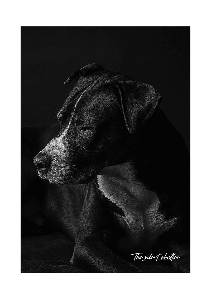 Grace in Shadow - The Silent Shutter