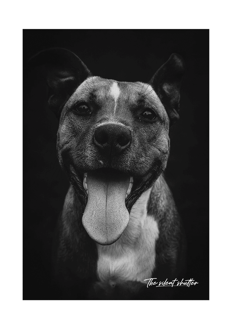 Happy Jack - The Silent Shutter