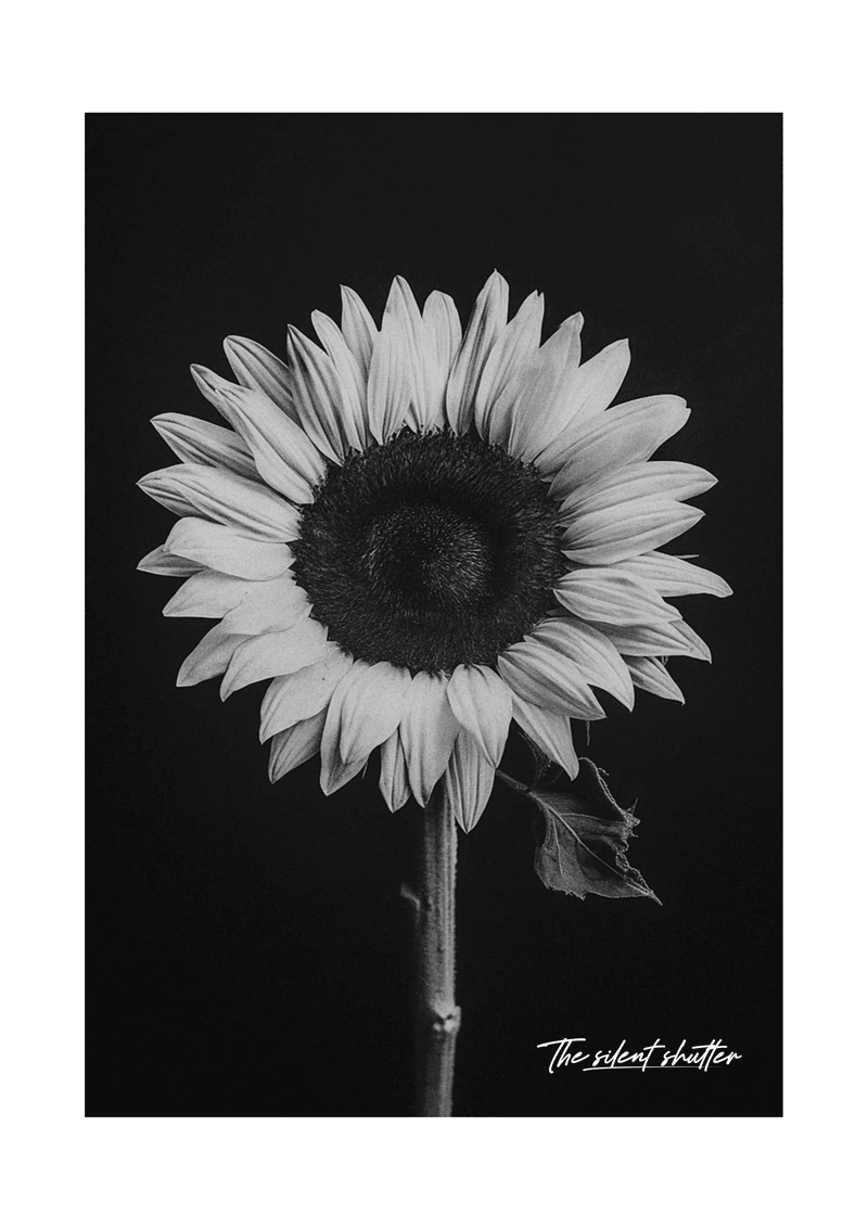 Helianthus Annuus 1 - The Silent Shutter