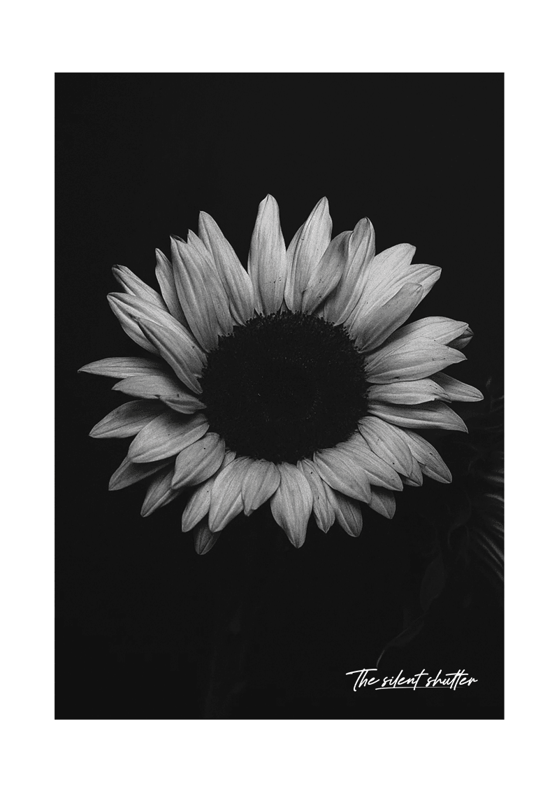 Helianthus Annuus 2 - The Silent Shutter