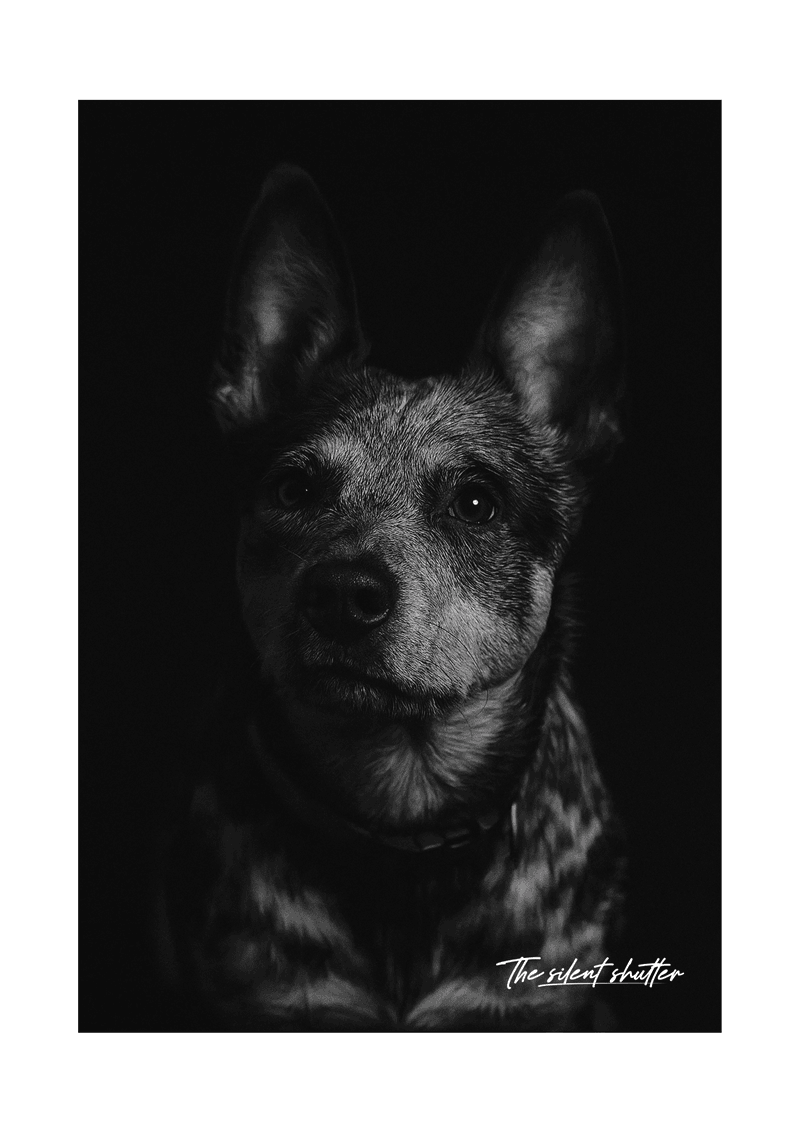 Hope - The Silent Shutter