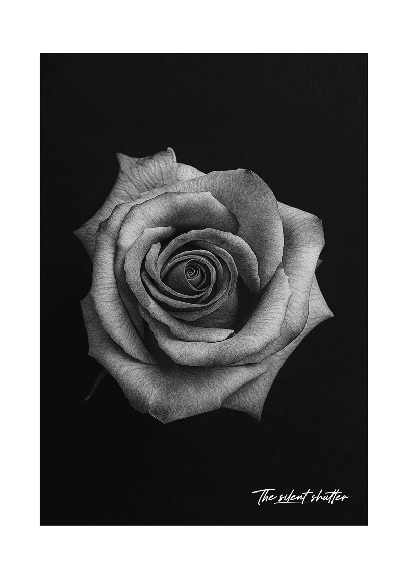 Hybrid Tea Rose - The Silent Shutter