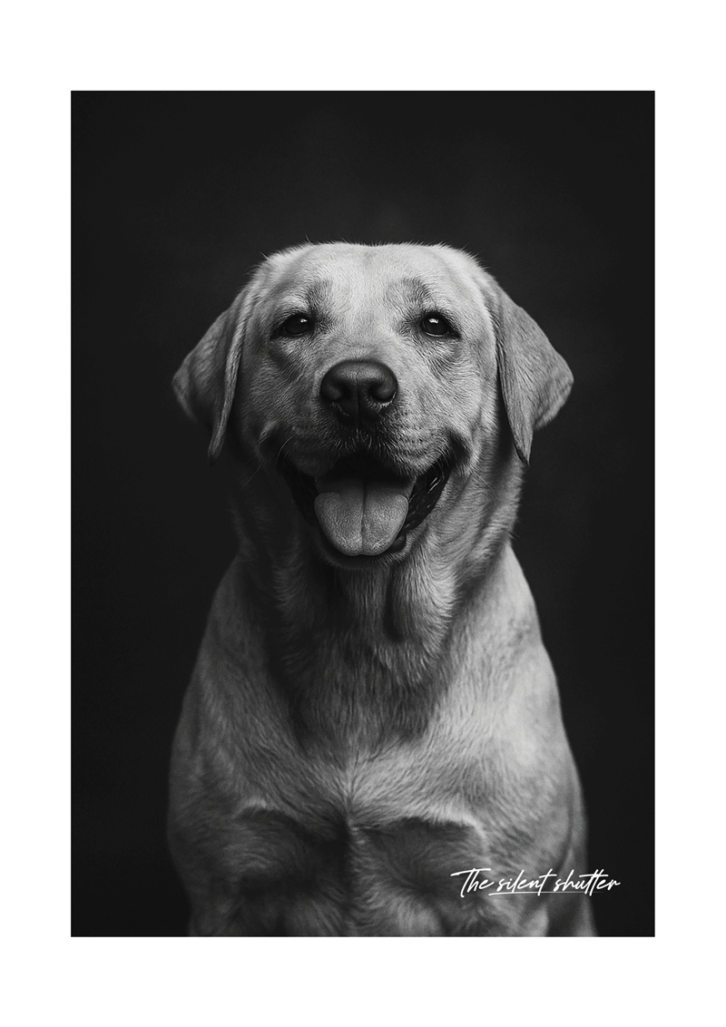 Labrador