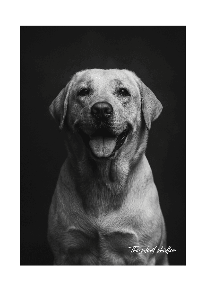 Labrador - The Silent Shutter
