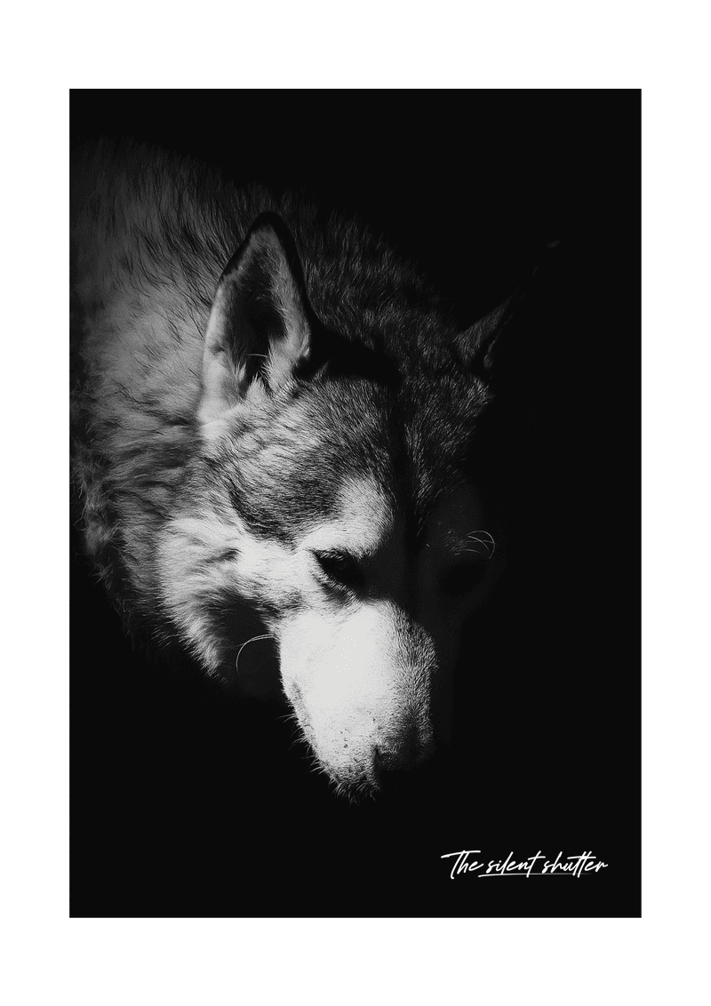 Light - The Silent Shutter