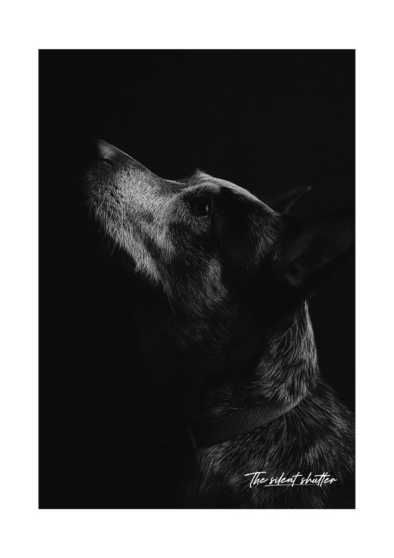 Look Up - The Silent Shutter