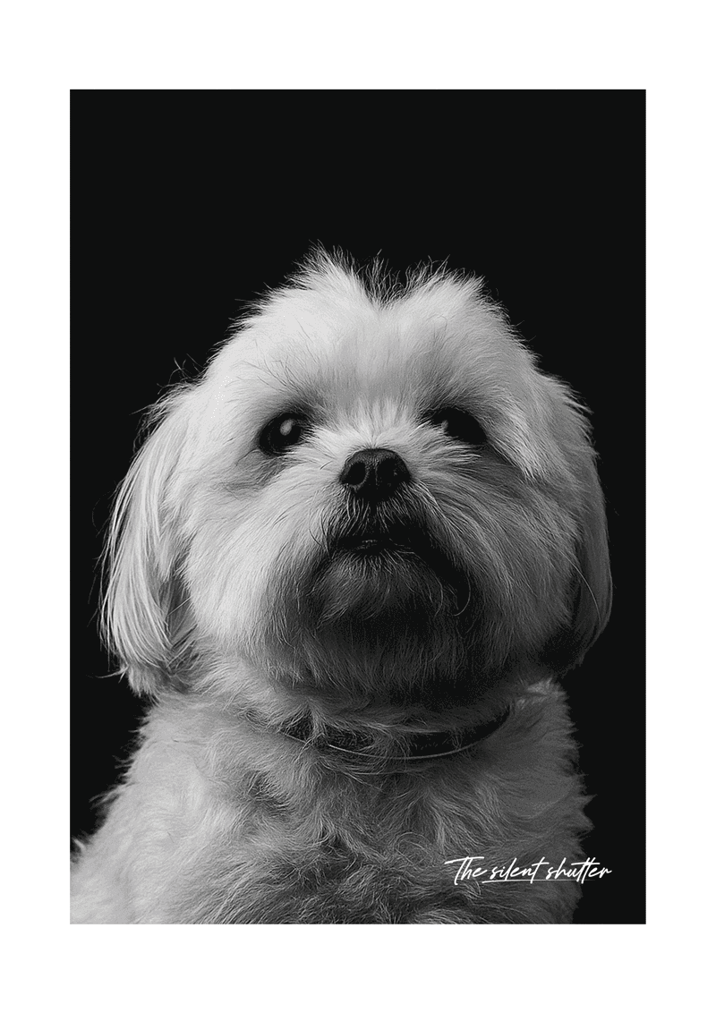 Maltese - The Silent Shutter