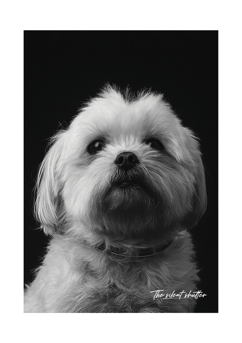 Maltese