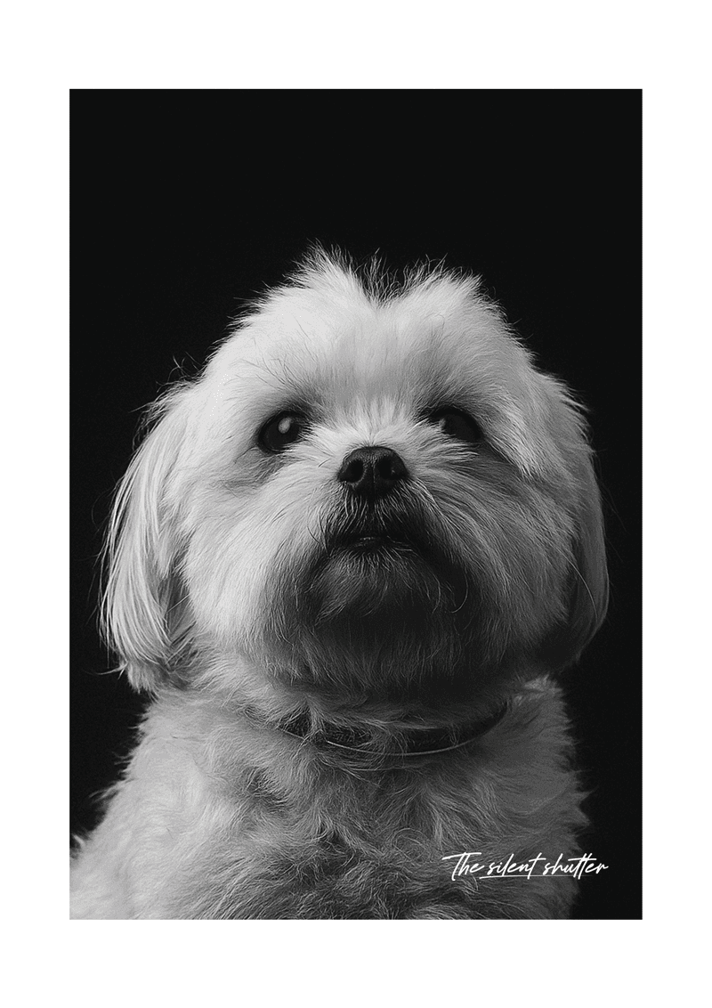 Maltese - The Silent Shutter