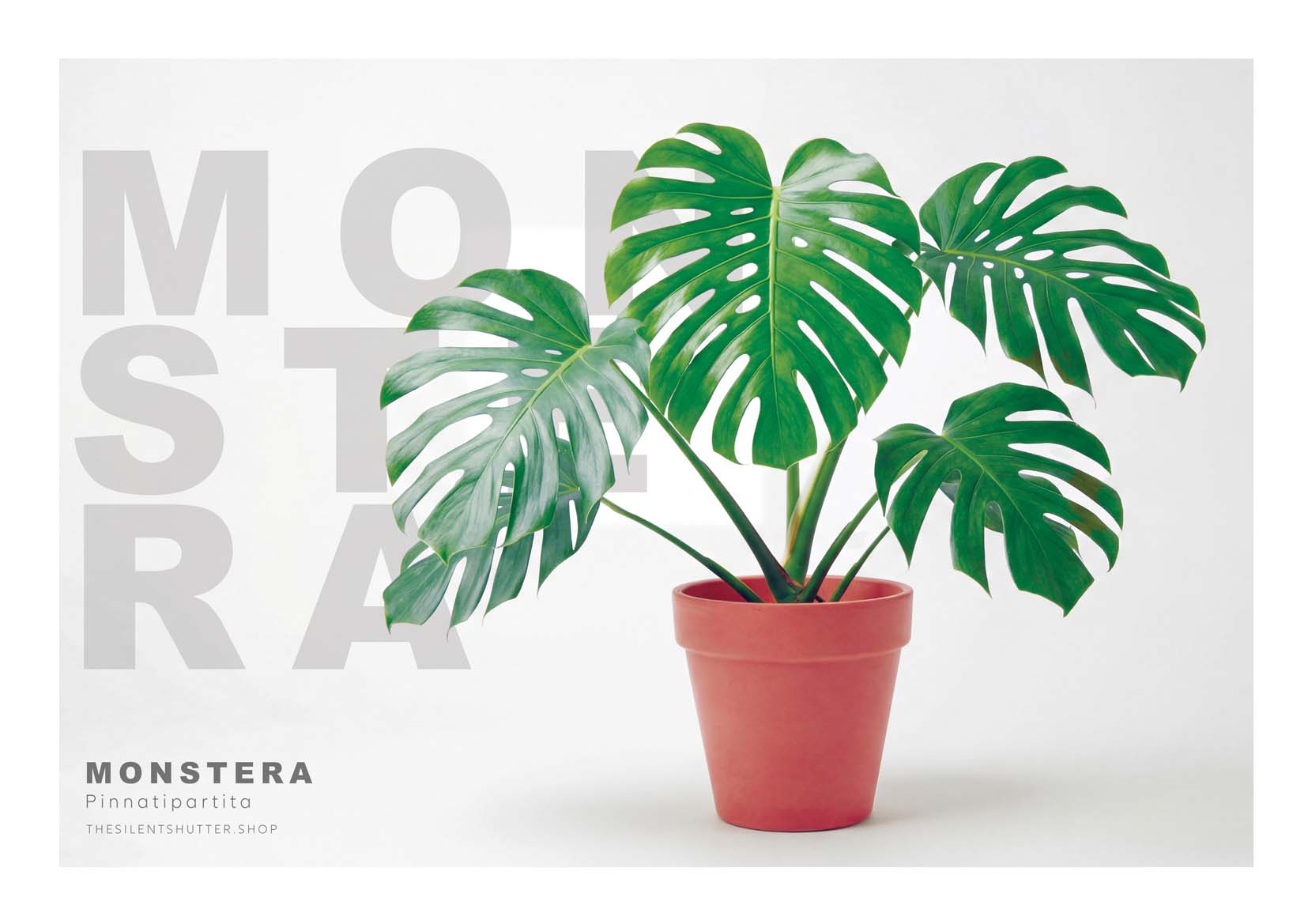 monstera pinnatipartita kaufen Monstera pinnatipartita – The Silent Shutter Shop