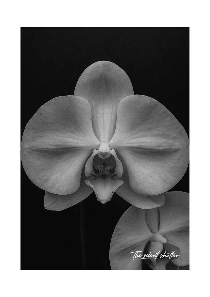 Phalaenopsis Orchid 1
