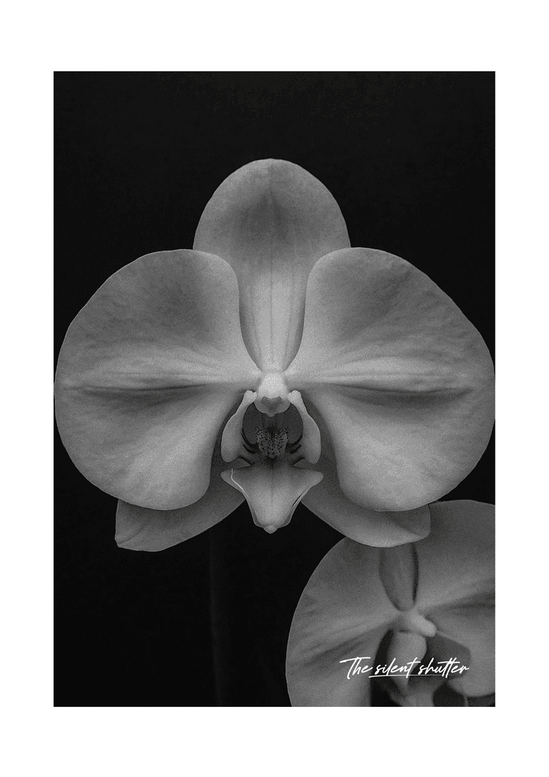 Phalaenopsis Orchid 1 - The Silent Shutter