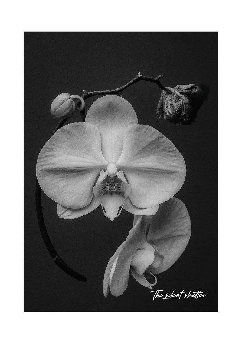 Phalaenopsis Orchid 2