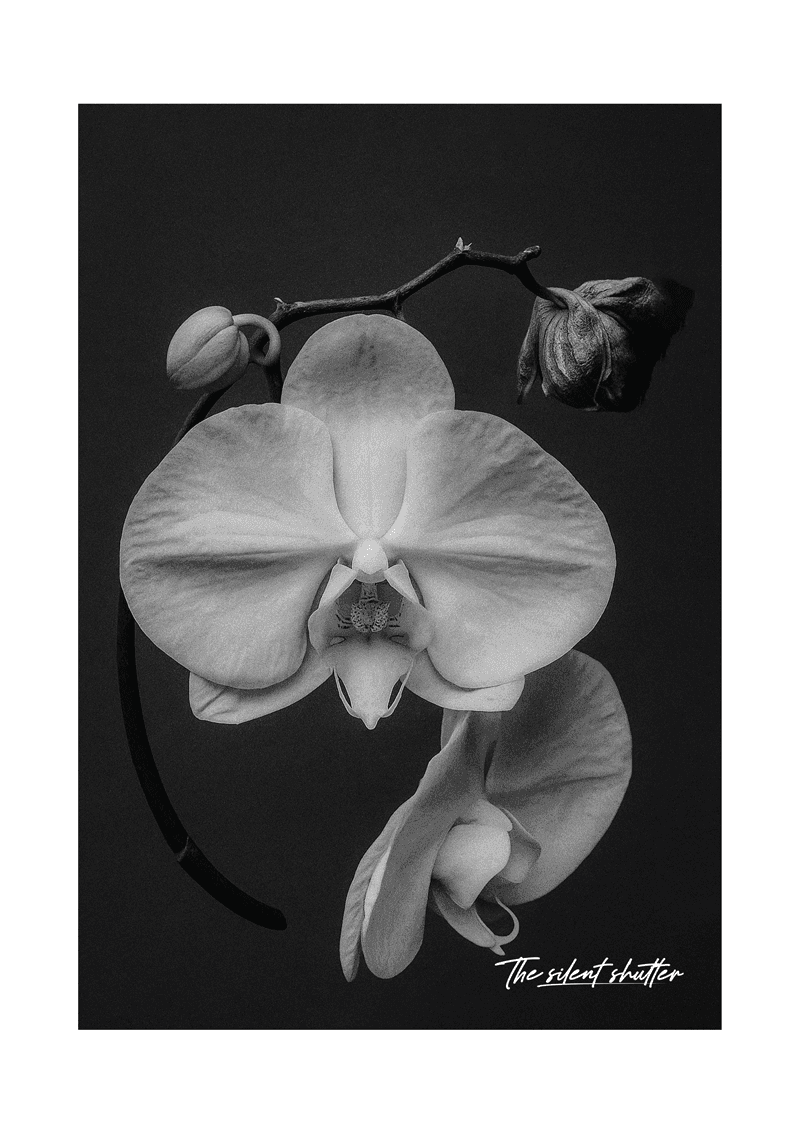 Phalaenopsis Orchid 2 - The Silent Shutter