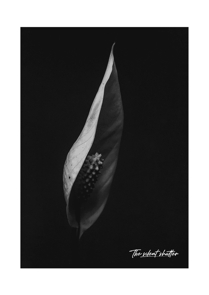 Phalaenopsis Orchid 3 - The Silent Shutter