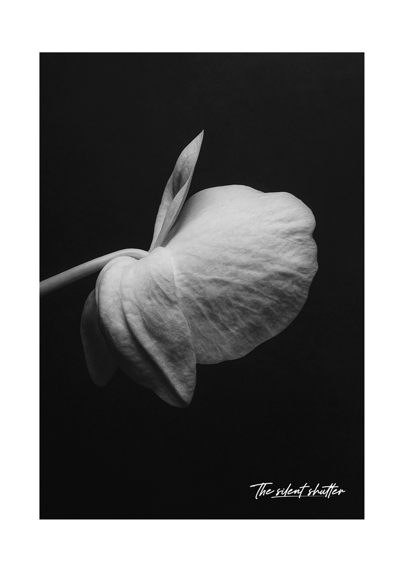 Phalaenopsis Orchid 5