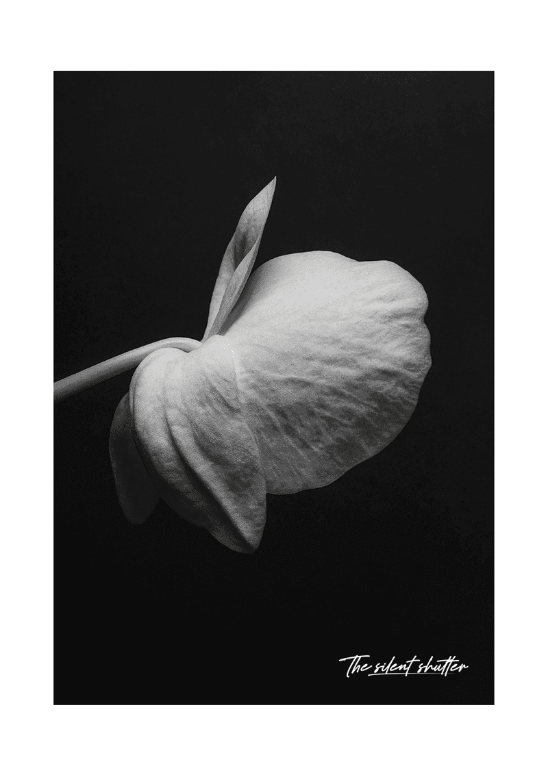 Phalaenopsis Orchid 5 - The Silent Shutter