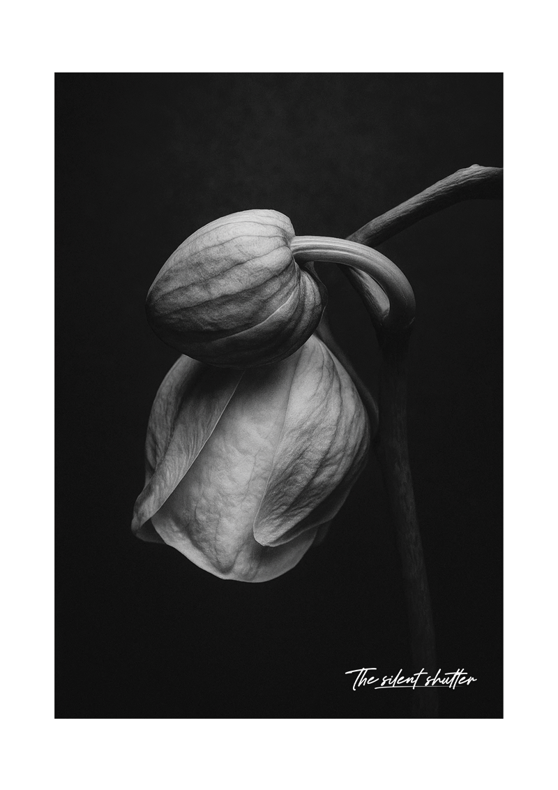 Phalaenopsis Orchid 4