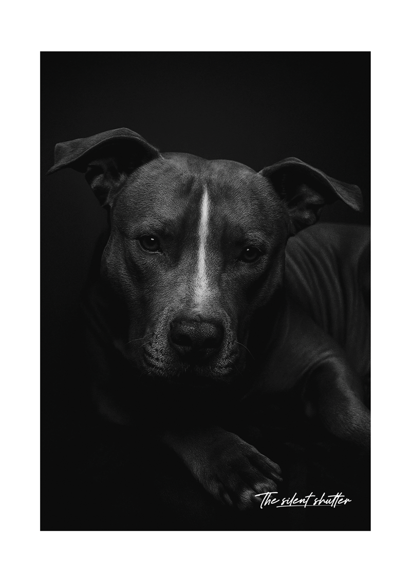 Pitty Awesome