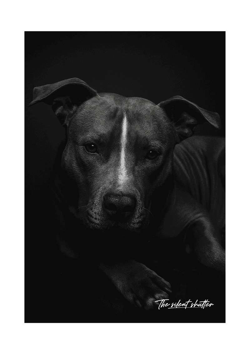 Pitty Awesome - The Silent Shutter