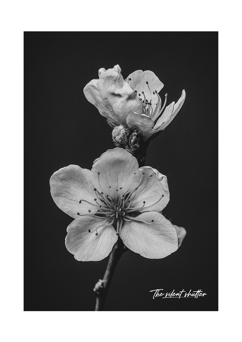 Prunus Persica