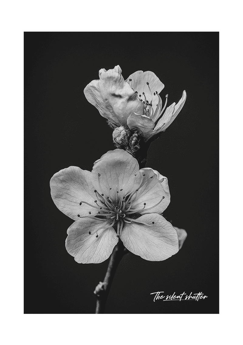Prunus Persica - The Silent Shutter