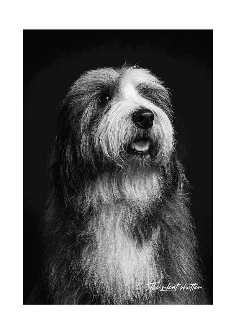 Sheep Dog - The Silent Shutter