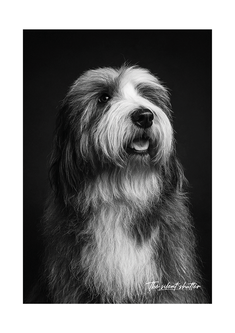 Sheep Dog