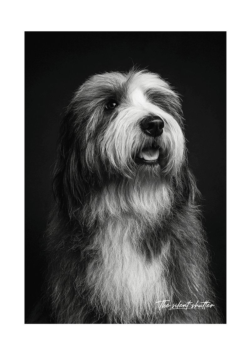 Sheep Dog - The Silent Shutter