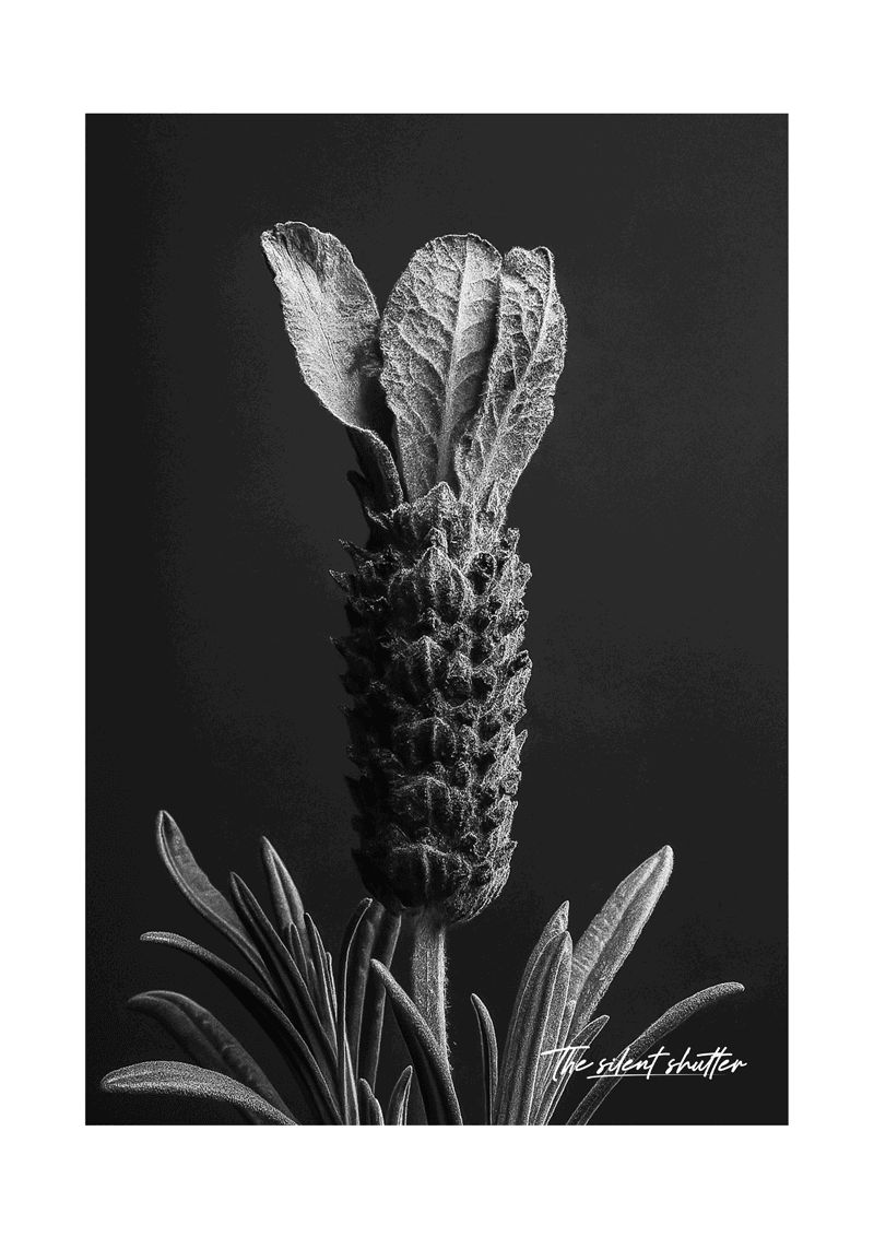 Spanish Lavender - The Silent Shutter