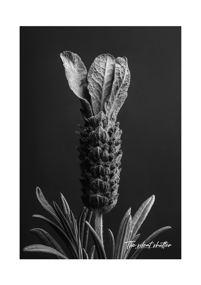 Spanish Lavender