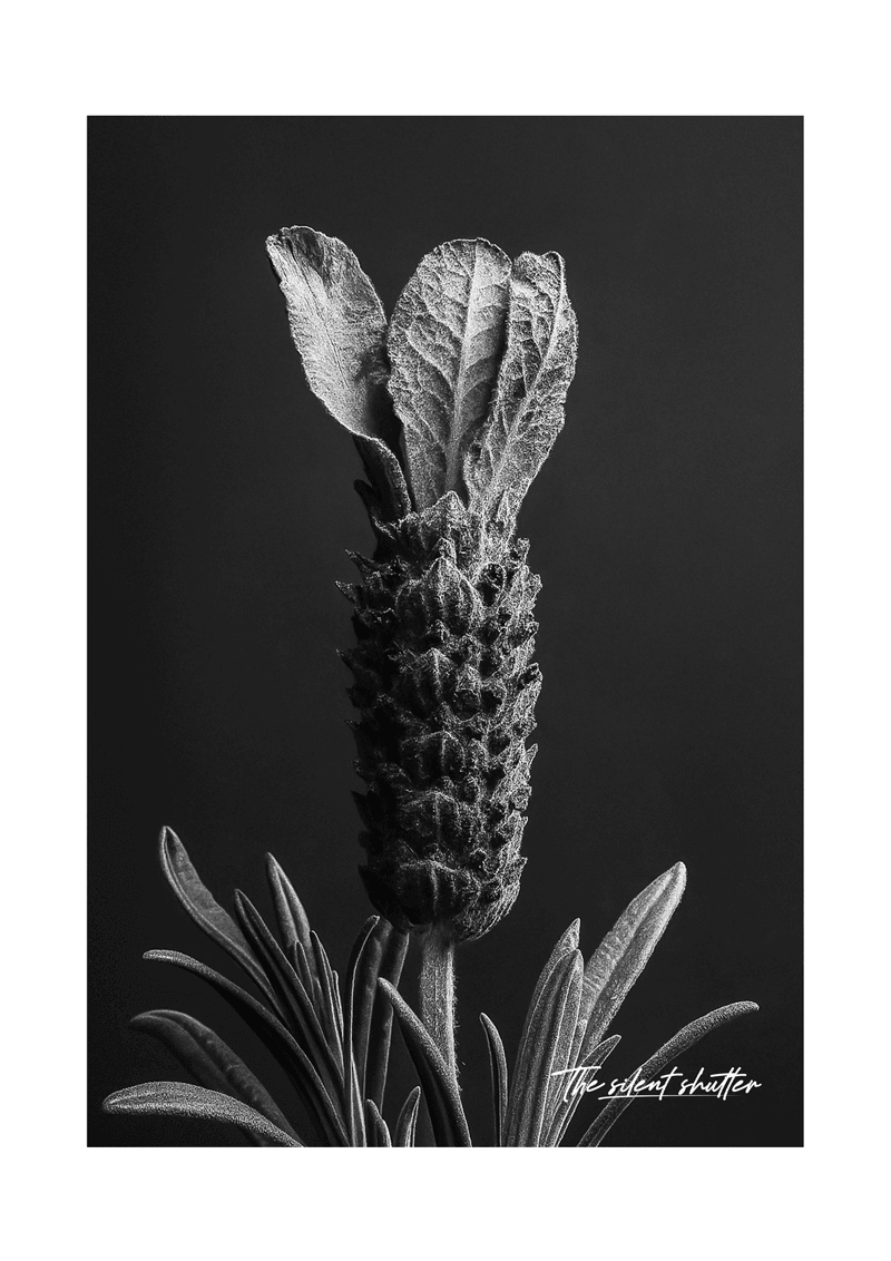 Spanish Lavender - The Silent Shutter