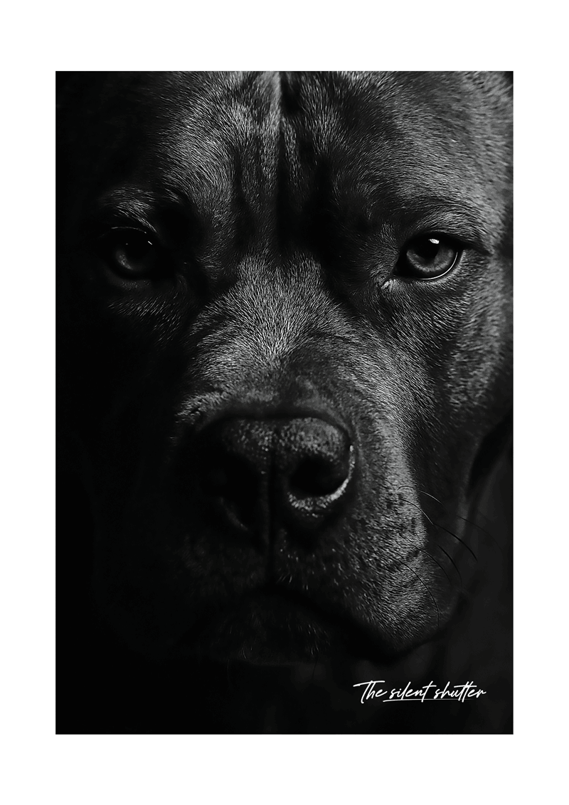 The Bull - The Silent Shutter