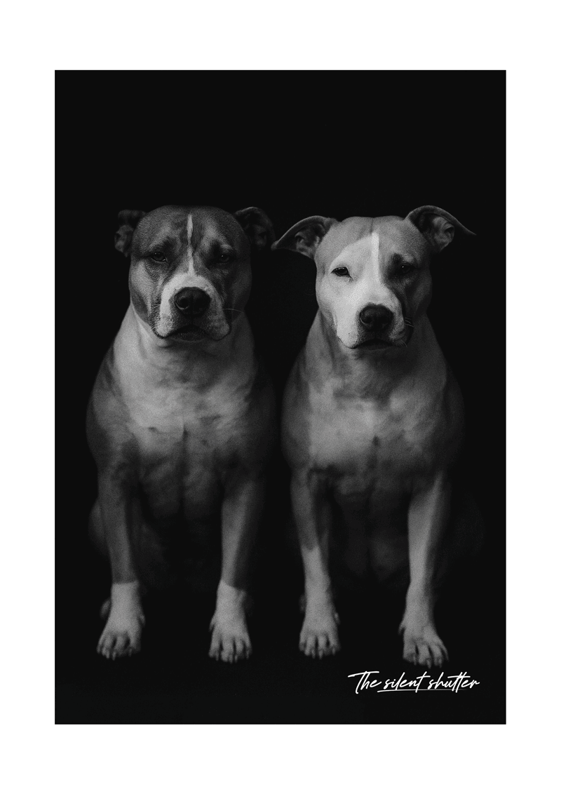 The Perfect Duo - The Silent Shutter