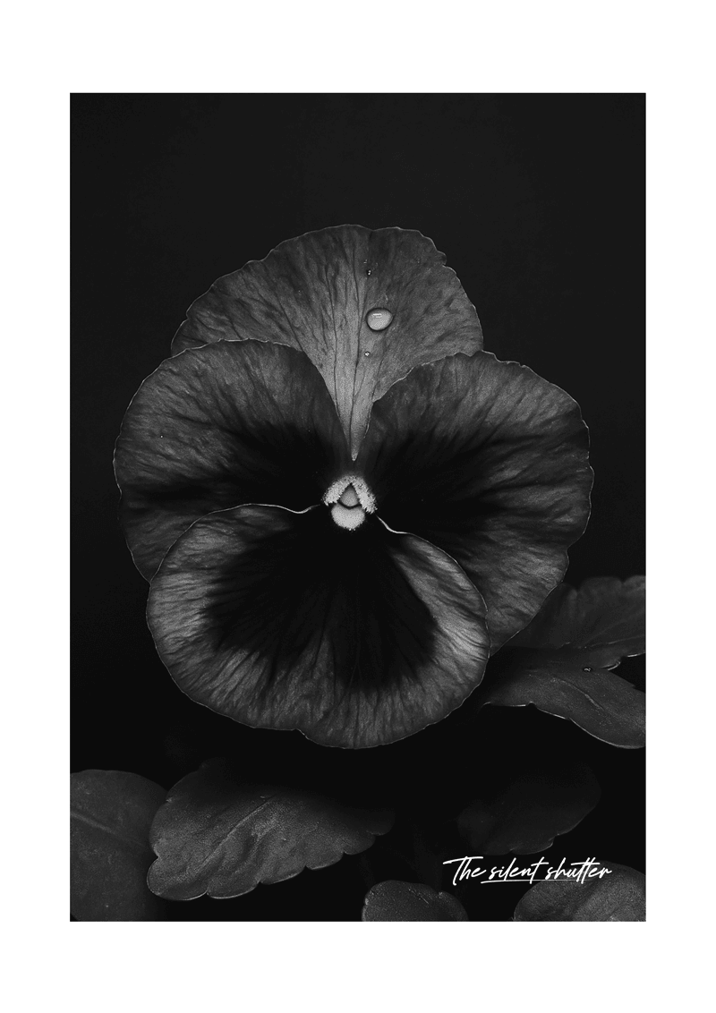 Viola cornuta - The Silent Shutter