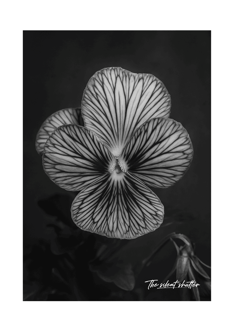 Viola x Wittrockiana - The Silent Shutter