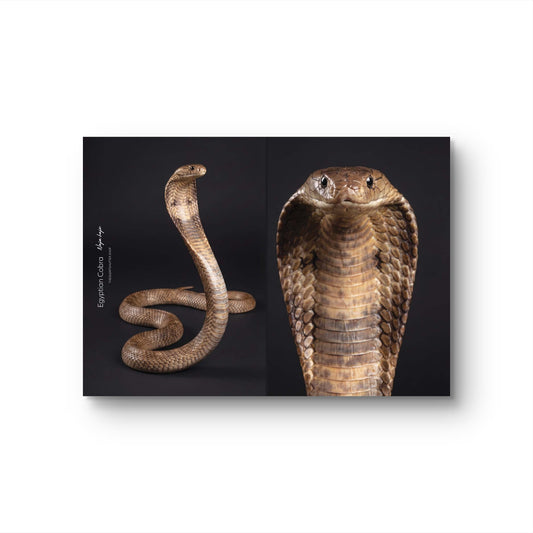 Egyptian Cobra (Naja haje)