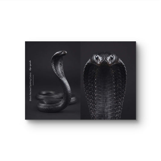 Black-Necked Spitting Cobra (Naja nigricollis)