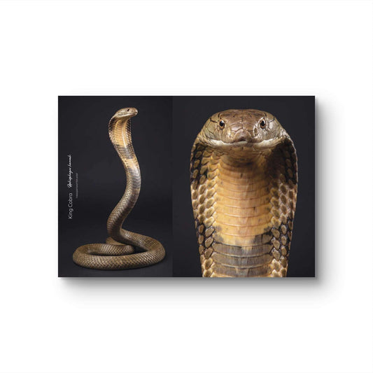 King Cobra (Ophiophagus hannah)