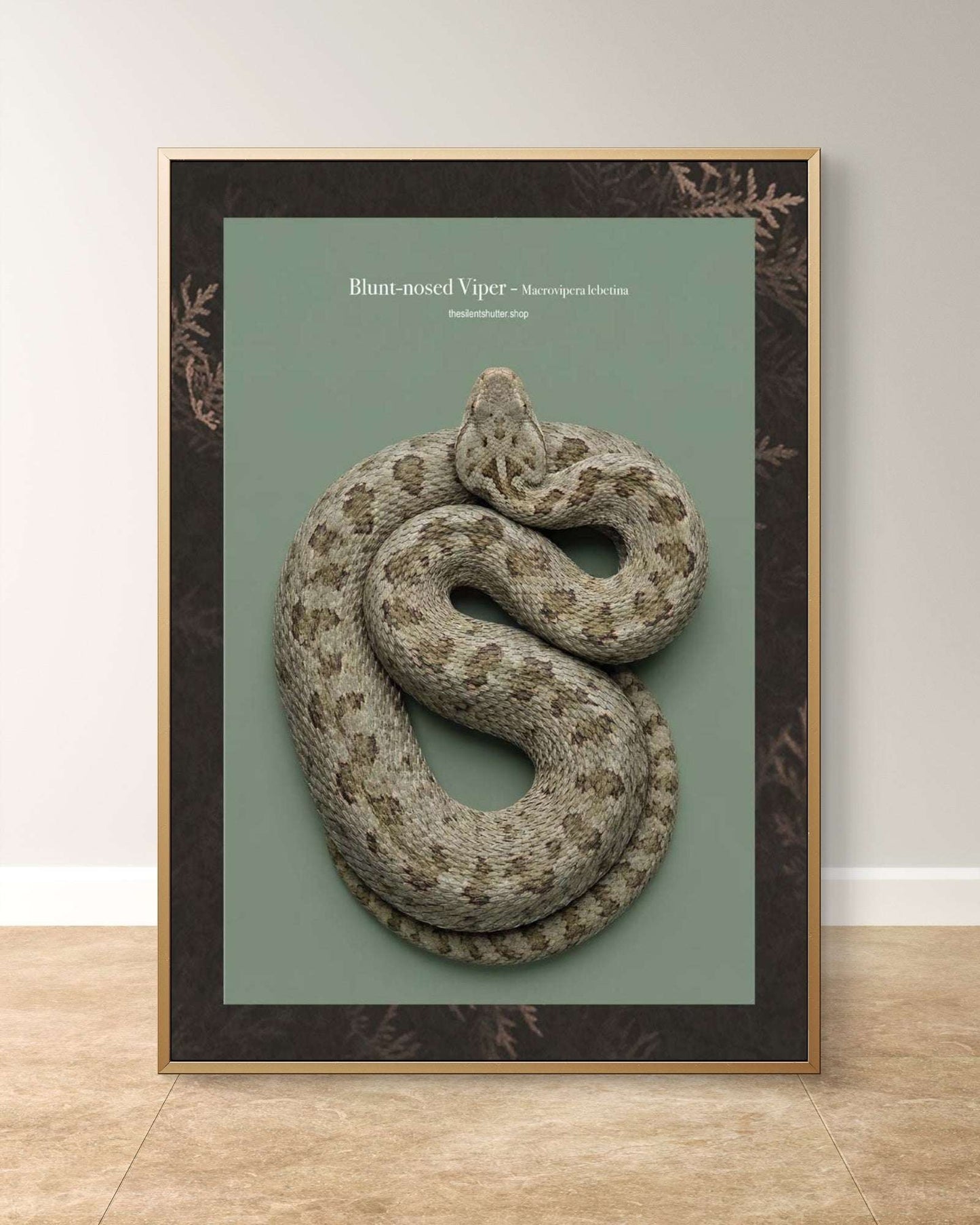 Blunt-nosed Viper - Macrovipera lebetina