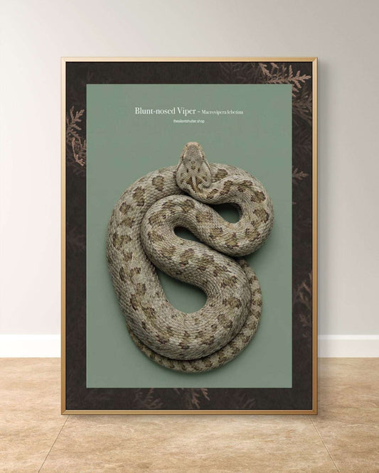 Blunt-nosed Viper - Macrovipera lebetina