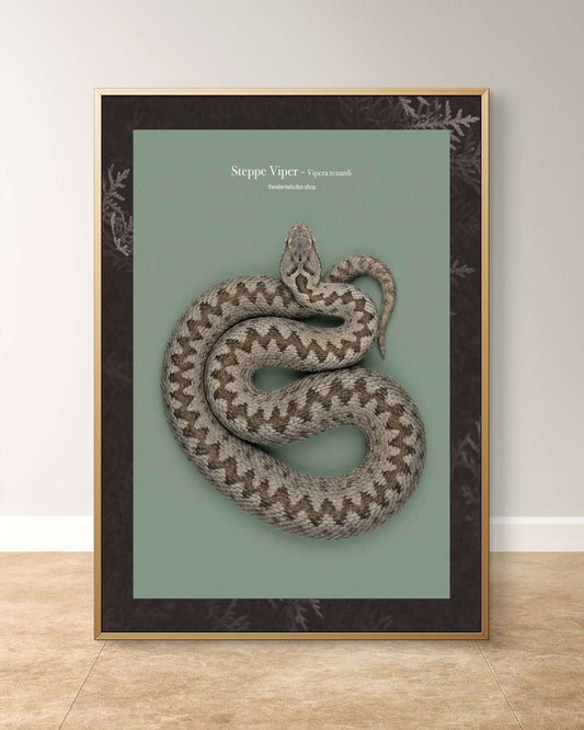 Steppe Viper - Vipera renardi
