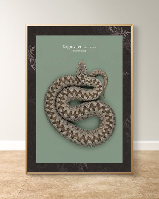 Steppe Viper - Vipera renardi