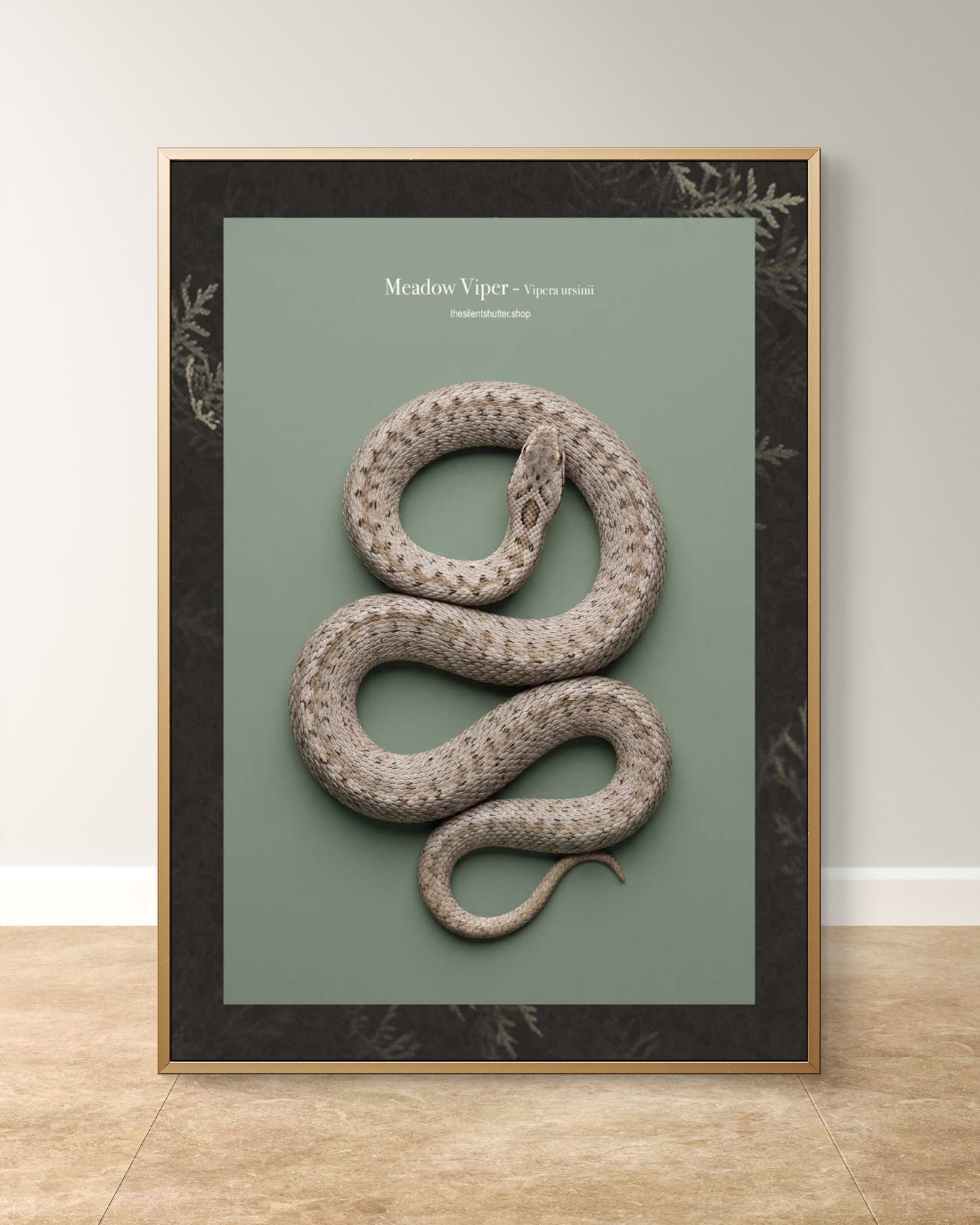 Meadow Viper - Vipera ursinii