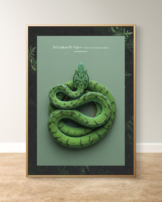 Sri Lankan Pit Viper - Trimeresurus trigonocephalus