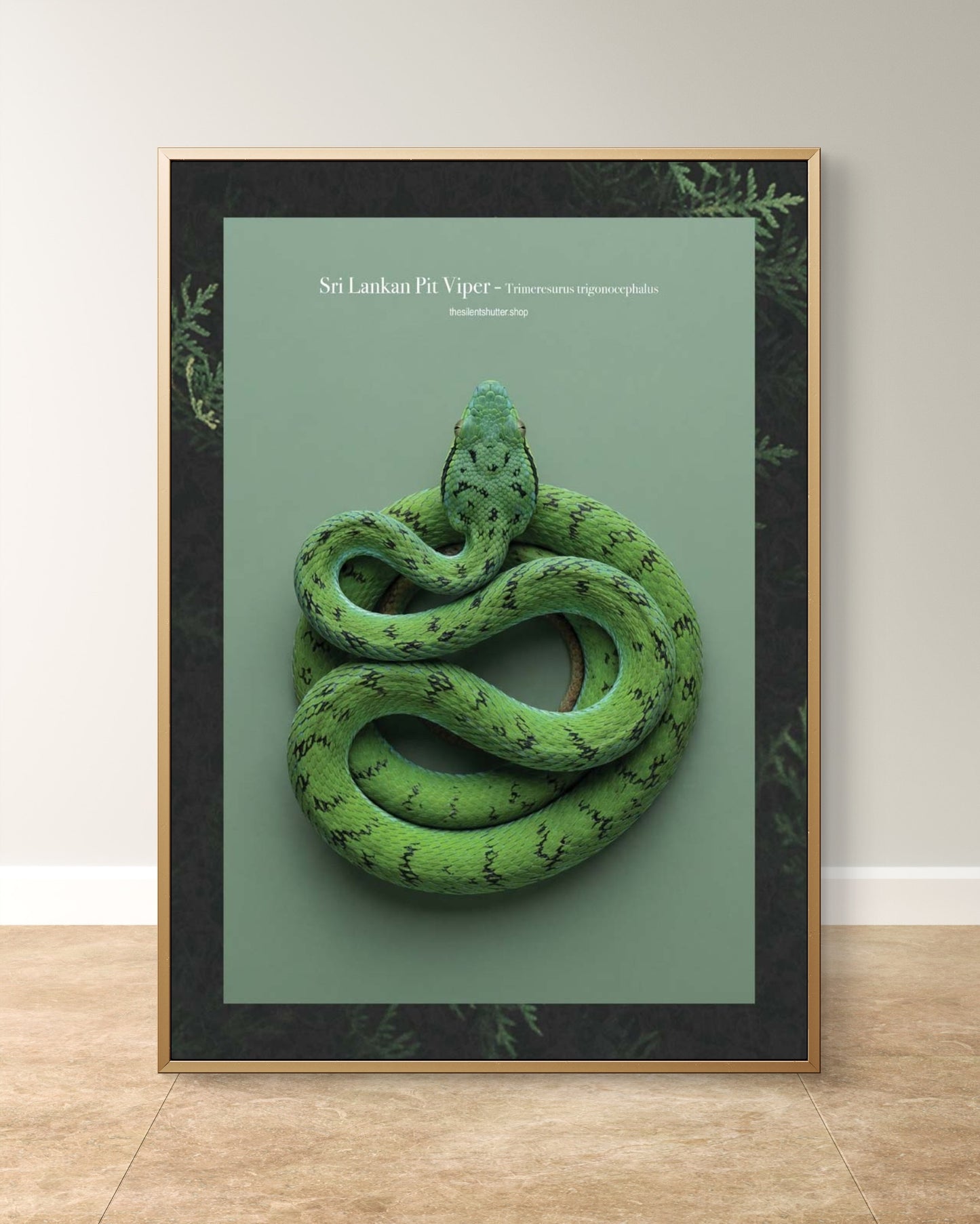 Sri Lankan Pit Viper - Trimeresurus trigonocephalus